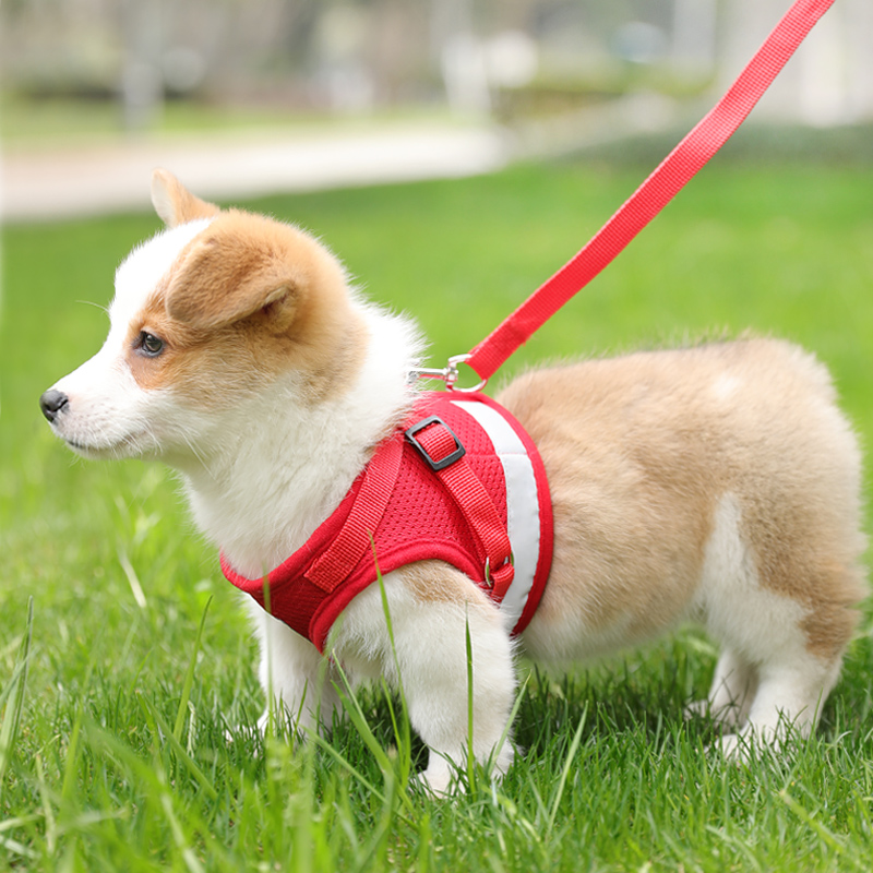 狗狗牵引绳大中小型犬背心式胸背带狗链绳子宠物遛狗泰迪猫咪用品 - 图2