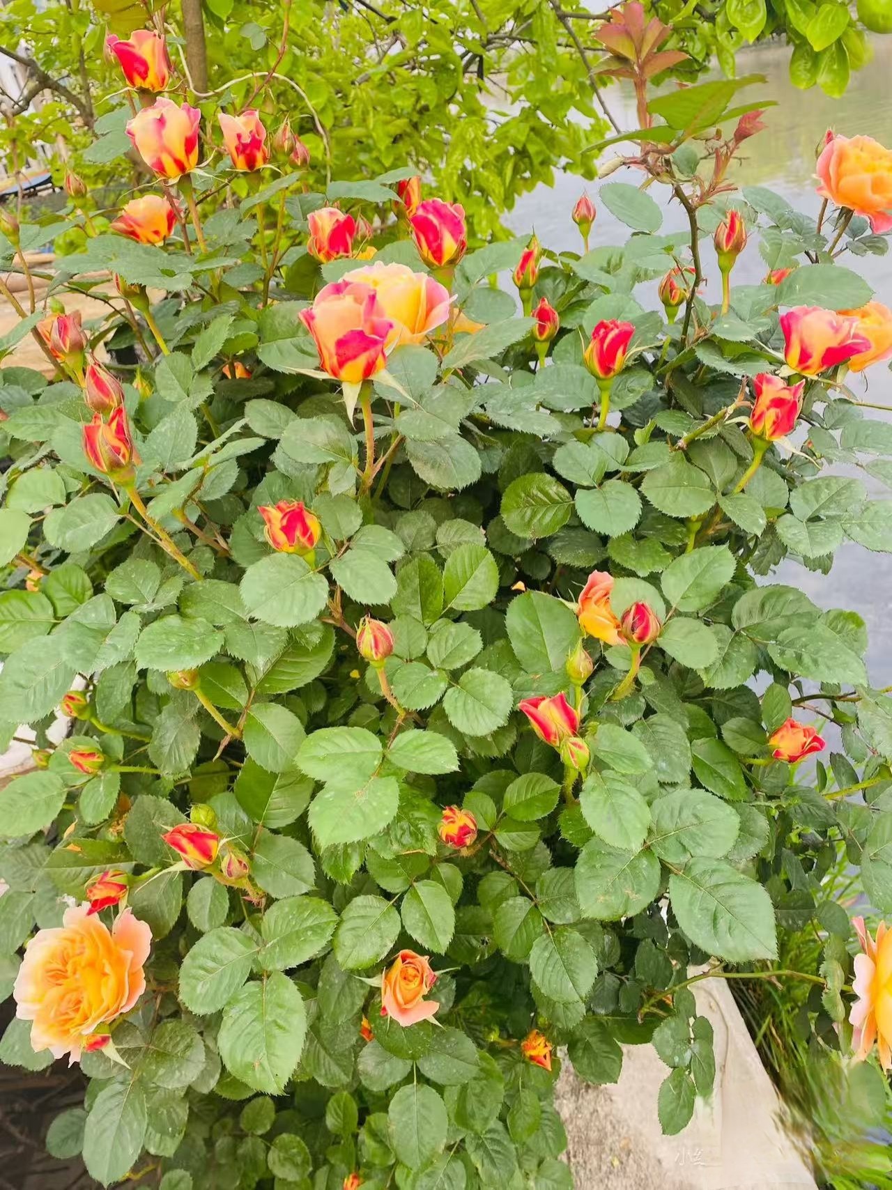 1.6米印象派爬藤大花浓香藤本月季四季开南北方种植花墙拱门花柱,淘宝优惠券,粉丝福利购,淘宝优惠卷