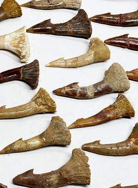 天然钒锯鳐牙化石古生物牙化石科普教学儿童礼物标本 送标本盒