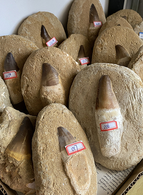 多宝灵石化石沧龙牙科普教学标本