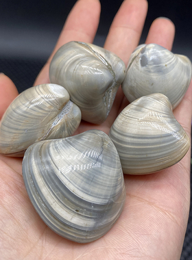 天然蛤蜊贝壳化石远古海洋生物化石标本科普教学礼物鱼缸造景