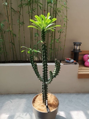 Кокосовое коричневое судно младенцы 250 граммов кокосового кокосового измельченного садоводство цветочные растения