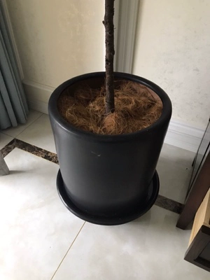 Кокосовое коричневое судно младенцы 250 граммов кокосового кокосового измельченного садоводство цветочные растения