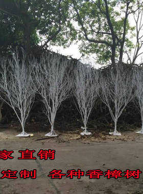 喷白造型枯树香樟树婚庆装饰干枝橱窗道具树大厅摆设许愿树真树枝