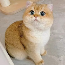 Golden Asymptolayer Young Cat English Short Pure Breed Racing Class Blue Gold Short Footed Bag Subface Live Long Fur Pet Kitty Cub