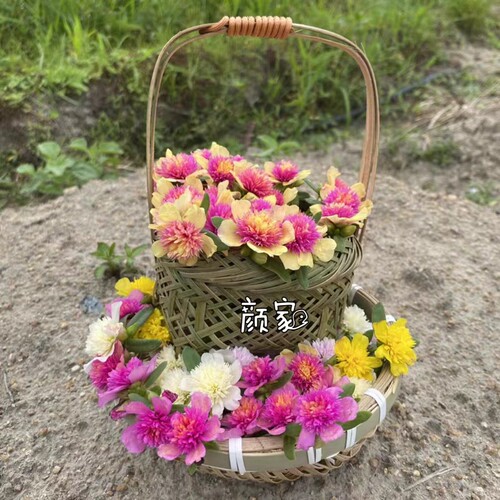 阔叶重楼太阳花苗宿根混色植物花卉盆栽多年生多季开花不断带花苞 - 图1