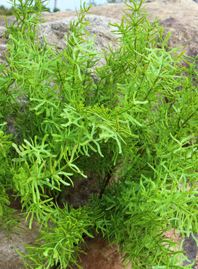 仿真天门冬手感软胶植物水草