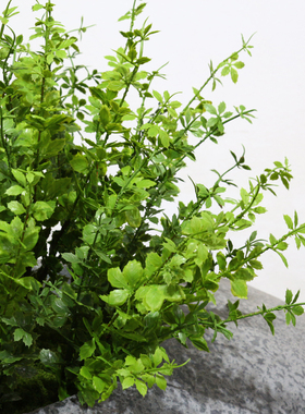 仿真羊齿叶仿生蕨类植物绿植天门冬狼尾蕨波斯叶塑料假花装饰绿植