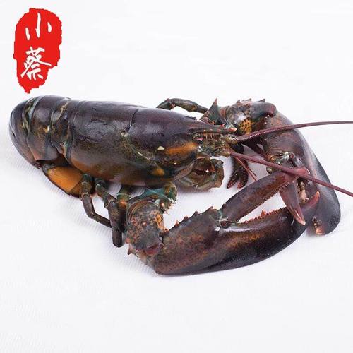 鲜活波士顿龙虾超大波龙海鲜水产非澳洲大龙虾澳龙小青龙10斤1只 - 图3