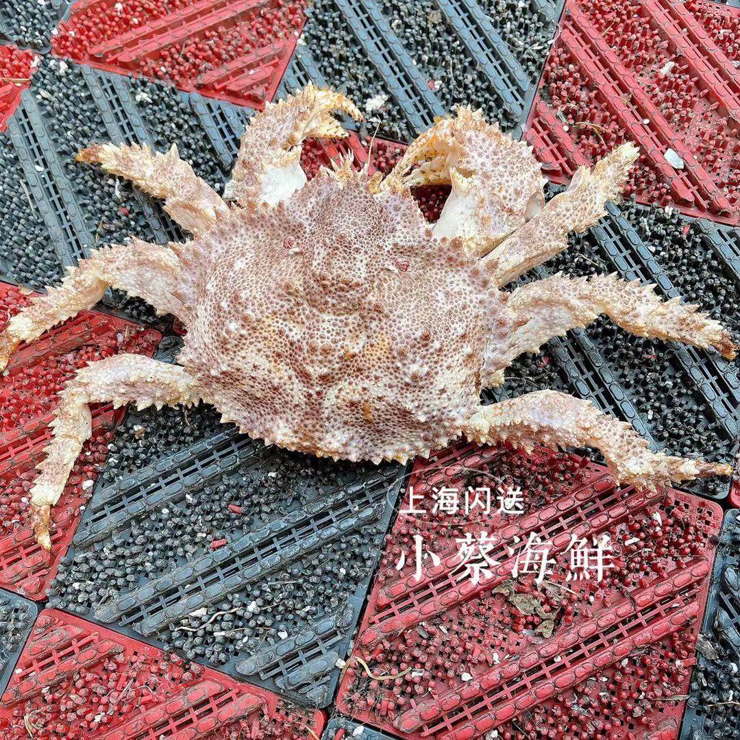 鲜活皇后蟹深海野生大螃蟹海鲜水产非皇帝蟹 帝王蟹 长脚蟹2斤1只,淘宝优惠券,粉丝福利购,淘宝优惠卷