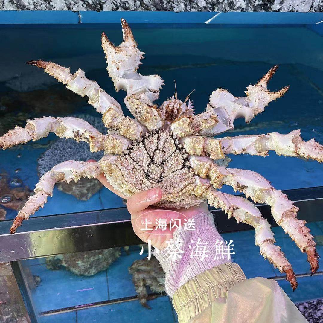 鲜活皇后蟹深海野生大螃蟹海鲜水产非皇帝蟹 帝王蟹 长脚蟹2斤1只,淘宝优惠券,粉丝福利购,淘宝优惠卷