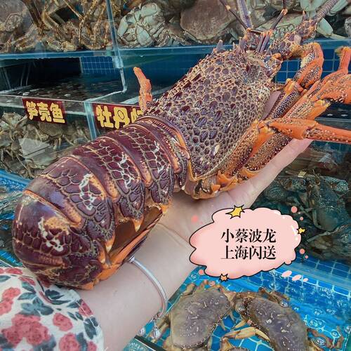 鲜活澳龙 海鲜水产超大澳龙澳洲大龙虾澳大利亚大奥龙红龙3斤1只 - 图3