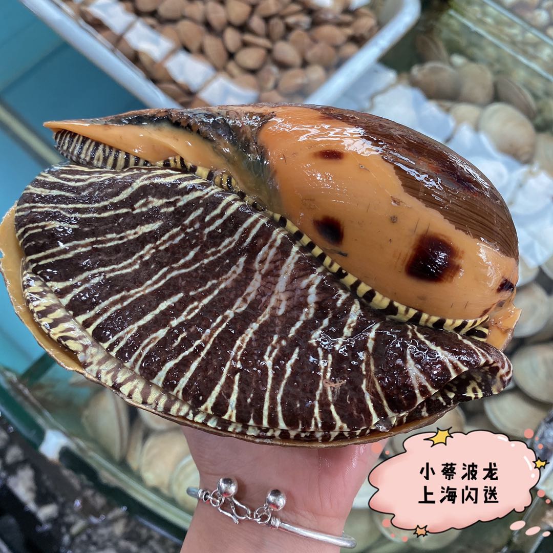 鲜活黄螺海鲜水产贝类新鲜超大海螺油螺木瓜螺椰子螺翡翠螺7斤1只 - 图1