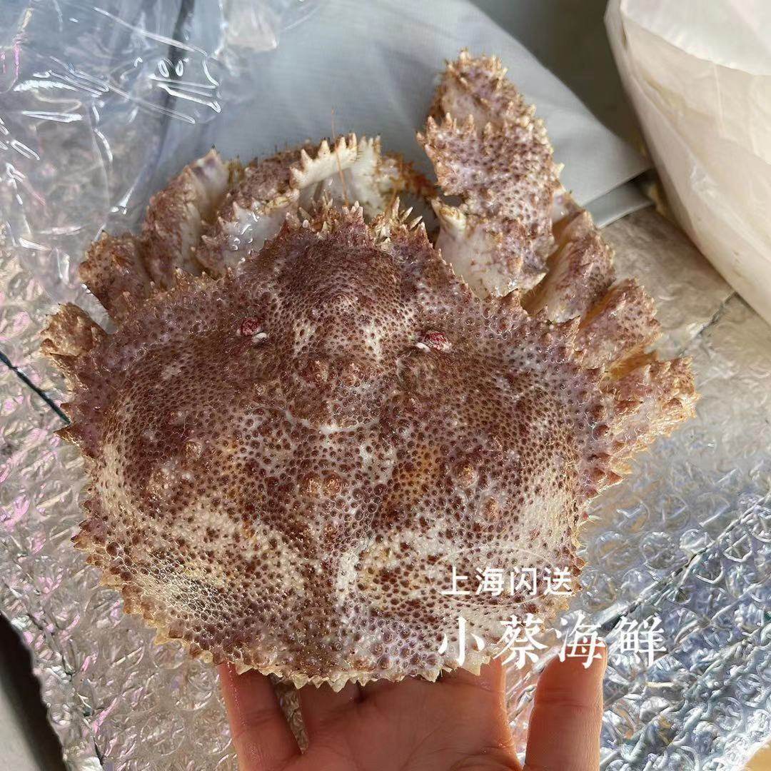 鲜活皇后蟹深海野生大螃蟹海鲜水产非皇帝蟹 帝王蟹 长脚蟹2斤1只,淘宝优惠券,粉丝福利购,淘宝优惠卷