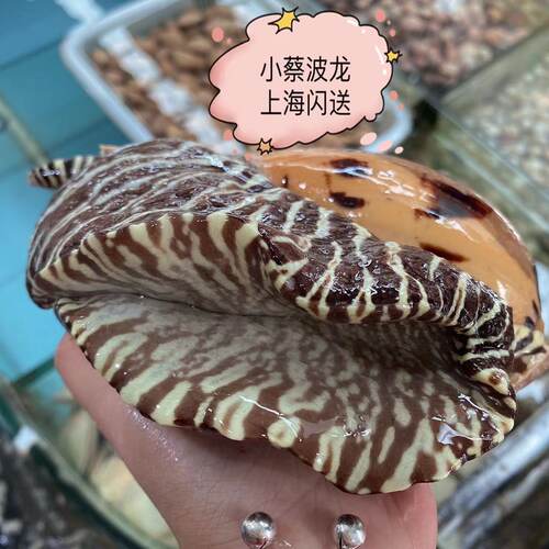 鲜活黄螺海鲜水产贝类新鲜超大海螺油螺木瓜螺椰子螺翡翠螺1斤1只 - 图3