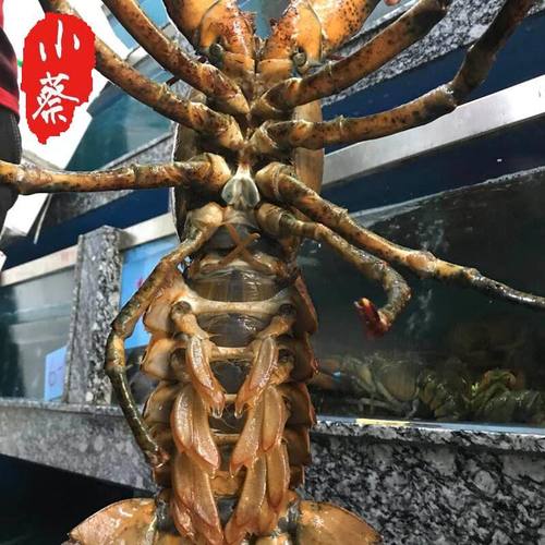 鲜活波士顿龙虾超大波龙海鲜水产非澳洲大龙虾澳龙小青龙10斤1只 - 图1