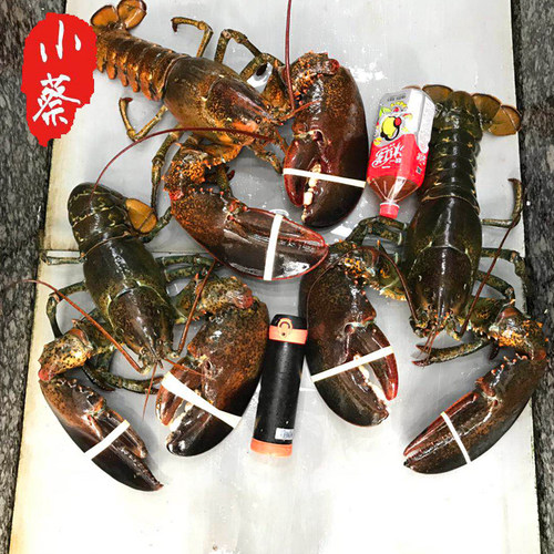 鲜活波士顿龙虾超大波龙海鲜水产非澳洲大龙虾澳龙小青龙10斤1只 - 图2