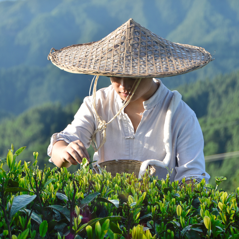 绿烨香2024新茶叶贵州雷公山明前茶绿叶香雷山清明茶高山绿茶特级 - 图2