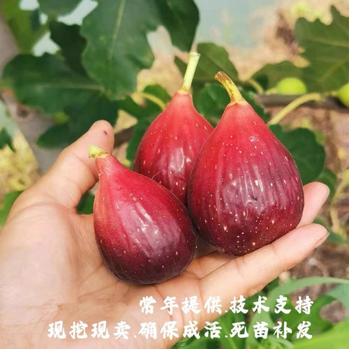 特大耐寒波姬红无花果苗阳台盆栽地栽香甜无花果树苗南方北方种植 - 图0