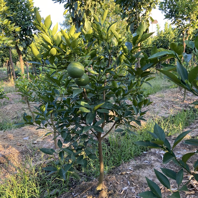 冰糖橙苗 冰糖橙树苗嫁接橙子苗 褚橙苗 甜橙树苗 南北方种植包邮 - 图2