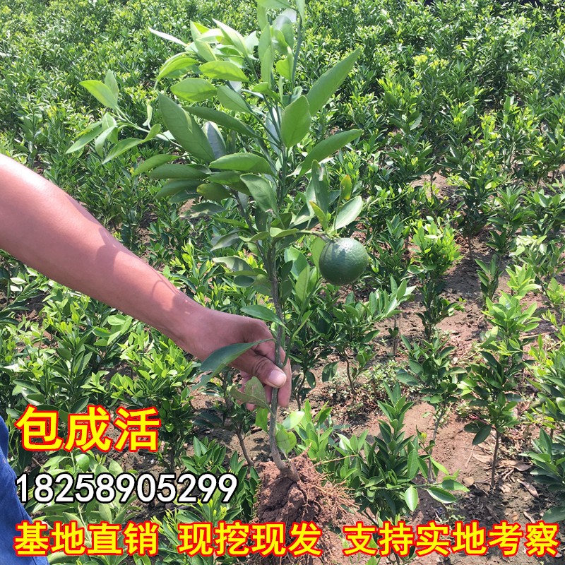 冰糖橙苗 冰糖橙树苗嫁接橙子苗 褚橙苗 甜橙树苗 南北方种植包邮 - 图1