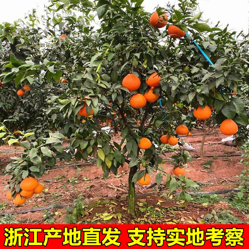 正宗象山红美人树苗爱媛28号橘子苗嫁接红美人柑橘苗带果带土包邮,淘宝优惠券,粉丝福利购,淘宝优惠卷