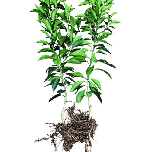 大果椪柑树苗 台湾85-1巨型椪柑苗 无核椪柑芦柑桔子树苗当年结果 - 图3