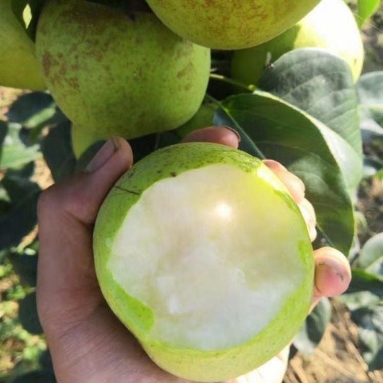 翠冠梨树苗 南汇翠冠梨苗 嫁接蜜梨苗 翠冠梨82梨树苗当年结果树,淘宝优惠券,粉丝福利购,淘宝优惠卷