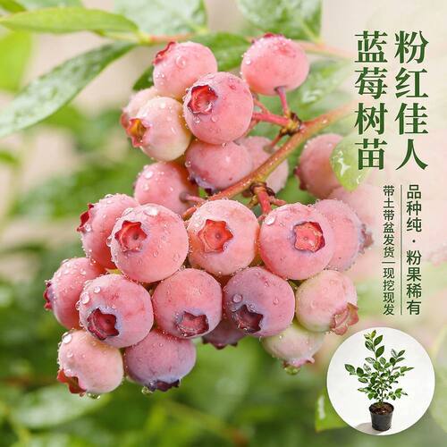 粉兔眼蓝莓树果苗红粉佳人品种盆栽地栽四季种植阳台庭院盆景 - 图2