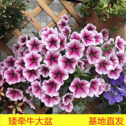 垂吊矮牵牛大盆盆栽基地直发原盆原土发货四季爆花机器 - 图0