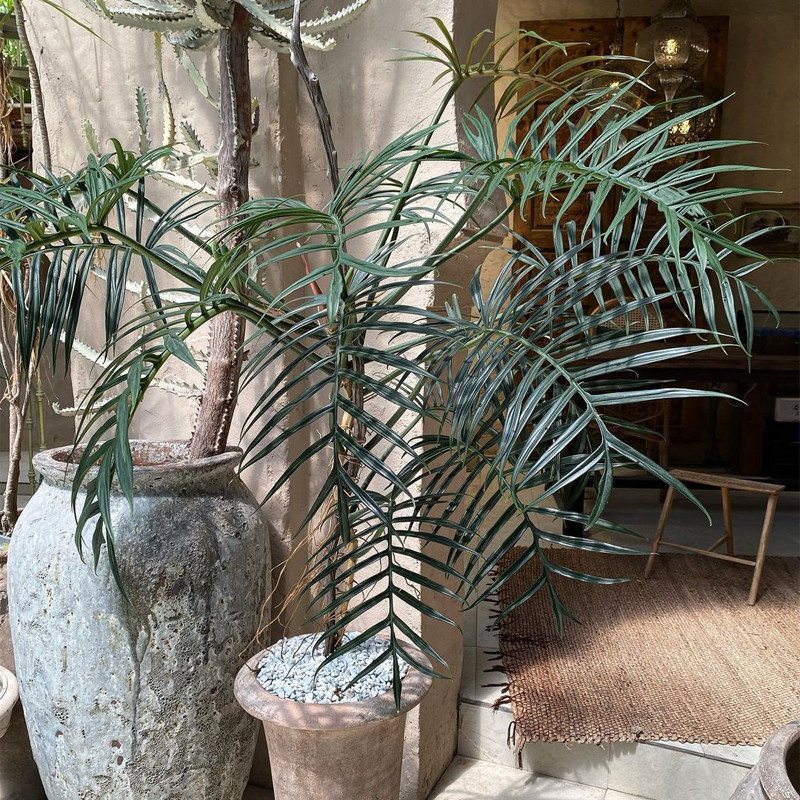 鱼骨蔓绿绒ins风网红热植进口绿植盆栽室内阳台观叶植物 露露花园,淘宝优惠券,粉丝福利购,淘宝优惠卷