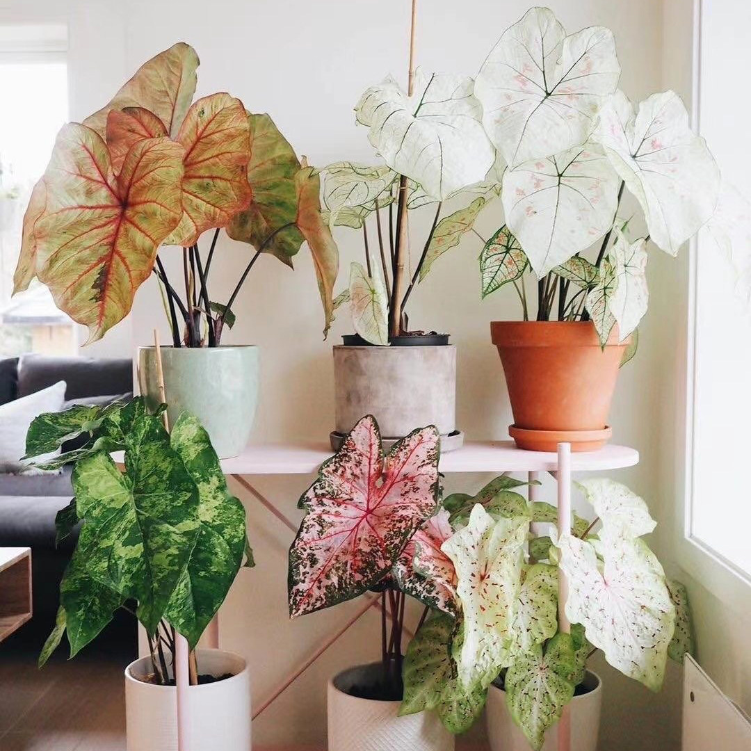 彩叶芋盆栽白色恋人甜心飞溅花叶芋客厅阳台净化空气耐热露露花园,淘宝优惠券,粉丝福利购,淘宝优惠卷