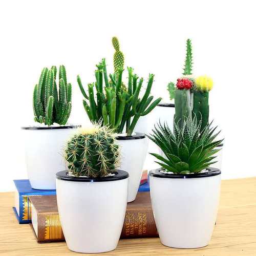 多肉植物仙人球盆栽植物仙人掌办公室内盆栽仙人掌类植物花卉盆栽 - 图0