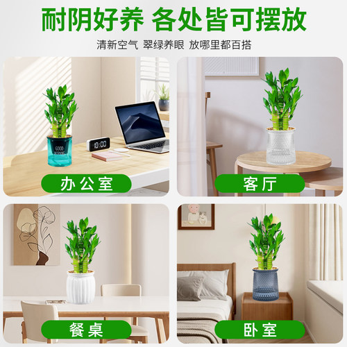 富贵竹盆栽招财竹步步高办公室内水培植物四季好养易活桌面绿植 - 图2