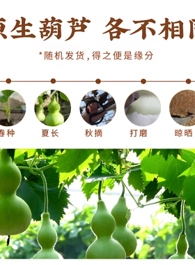 天然小胖墩文玩葫芦创意雕刻手把件解压盘玩手捻百搭手机包包挂件