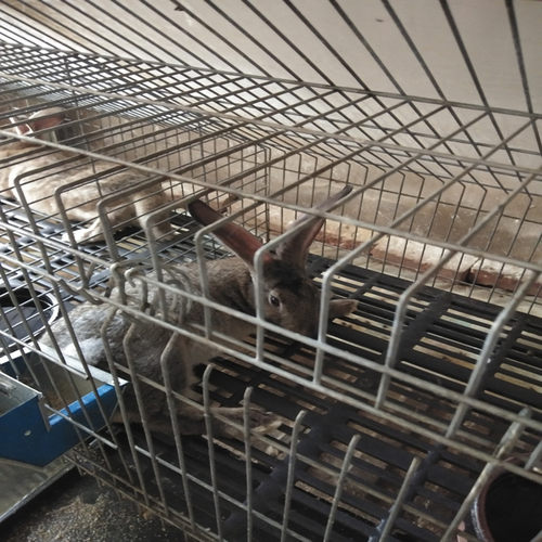 自家养殖比利时肉兔新西兰白兔中华黑兔一只包邮保健康售后服务 - 图0