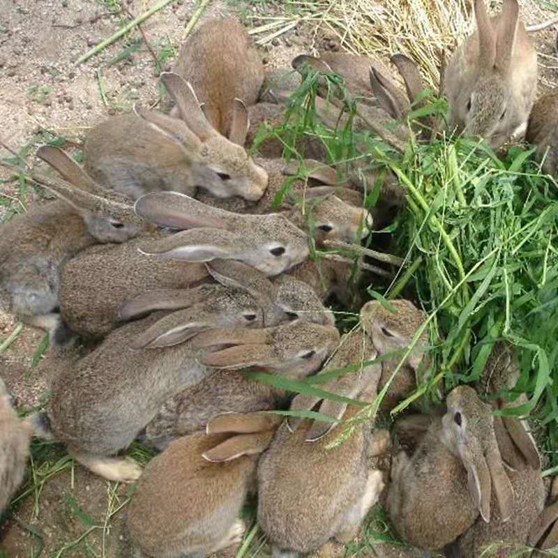 家养灰色肉兔活物新西兰白色成年种兔苗可繁殖巨型兔子活体包邮 - 图2