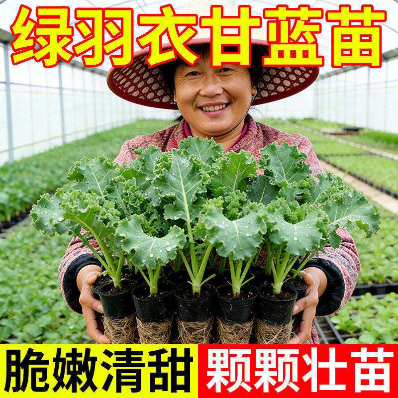 紫粉羽衣甘蓝秧苗秋冬蔬菜苗四季可食用绿羽衣甘蓝苗大苗地栽盆栽,淘宝优惠券,粉丝福利购,淘宝优惠卷