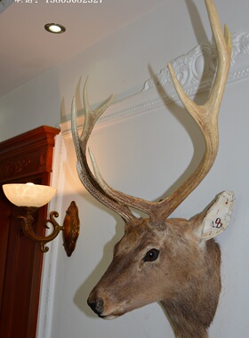 欧式鹿角标本l8壁饰挂件酒吧