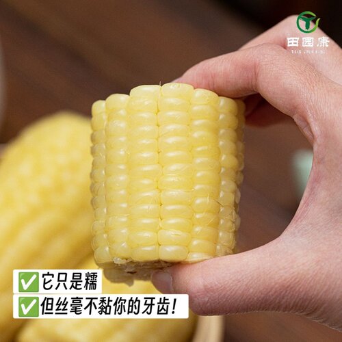 新疆田园康白糯玉米棒4根/袋软糯香甜非转基因速冻新鲜采摘早餐 - 图2