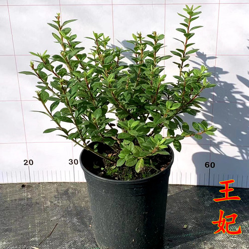 树苗花苗室外四季杜鹃盆栽苗常绿多季开花进口灌木花园花卉植物 - 图0
