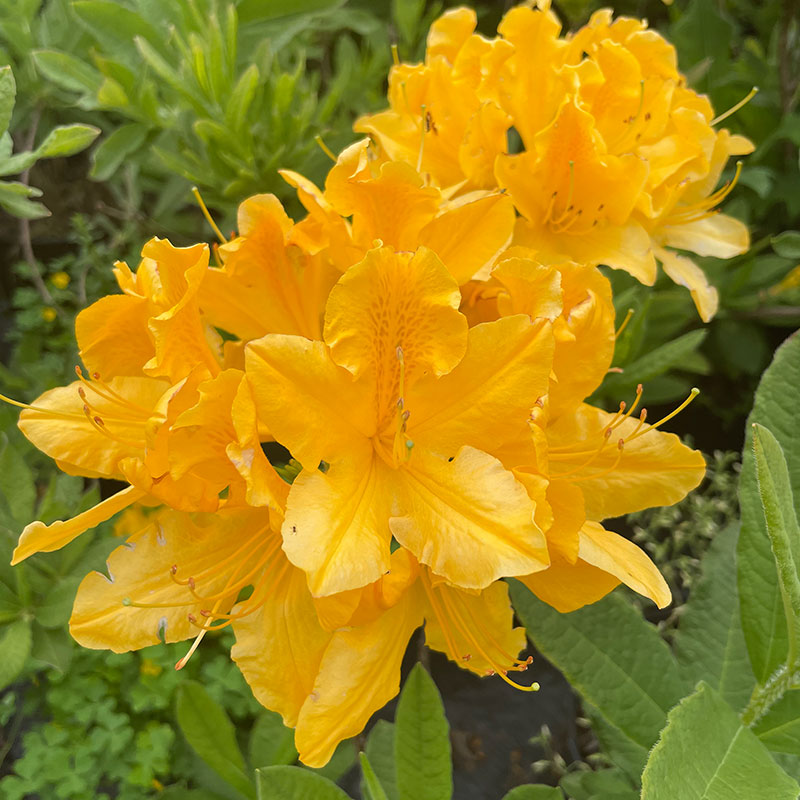 裸心花园黄花杜鹃盆栽苗木羊踯躅落叶稀有灌木花园庭院花卉植物-图1