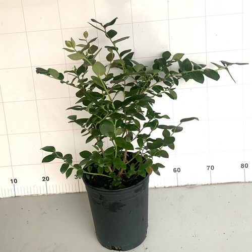 裸心花园蓝莓树果苗盆栽果树北方法新天后南方优瑞卡薄雾南高丛 - 图2