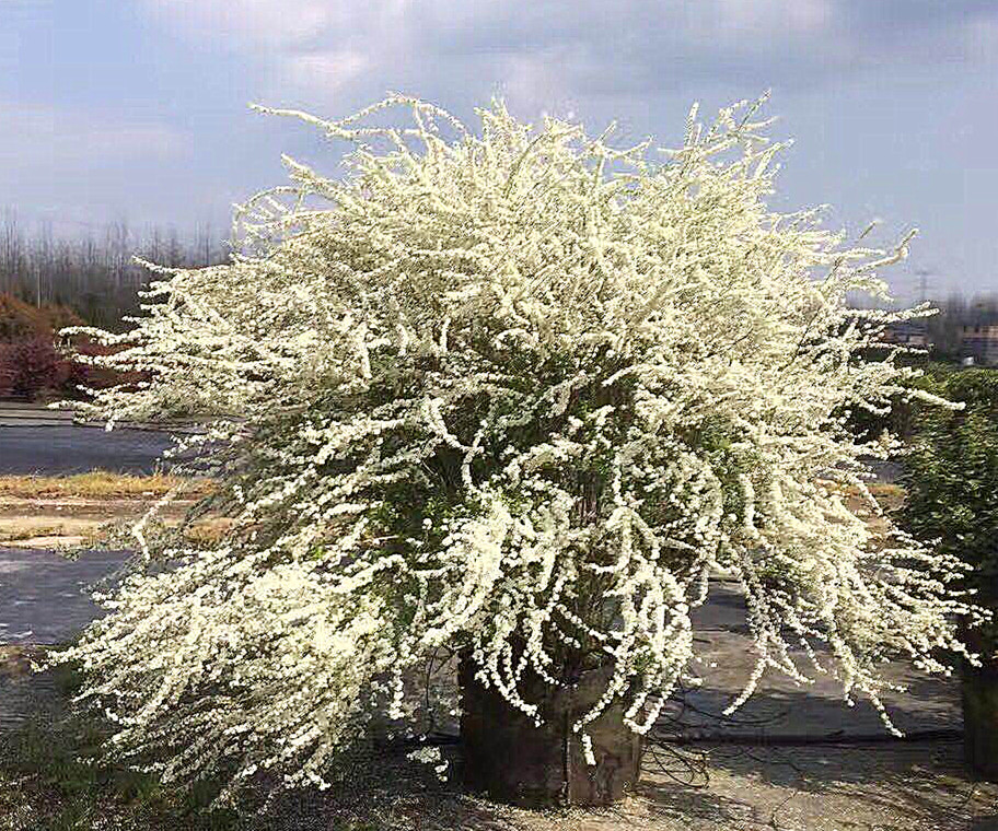 粉花喷雪花盆栽苗大苗庭院花园花卉植物粉色重瓣 线叶绣线菊雪柳 - 图1