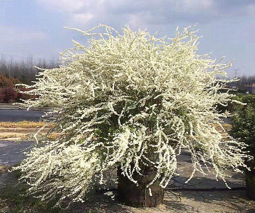 喷雪花盆栽苗大苗庭院花园花卉植物笑魇花重瓣 线叶绣线菊雪柳 - 图1