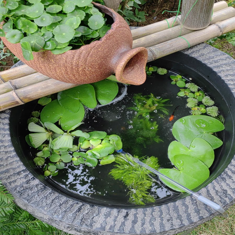 斑竹叶圆心萍水葫芦浮萍水草肚兜萍水芙蓉水生花卉养鱼虾鱼缸庭院 - 图2