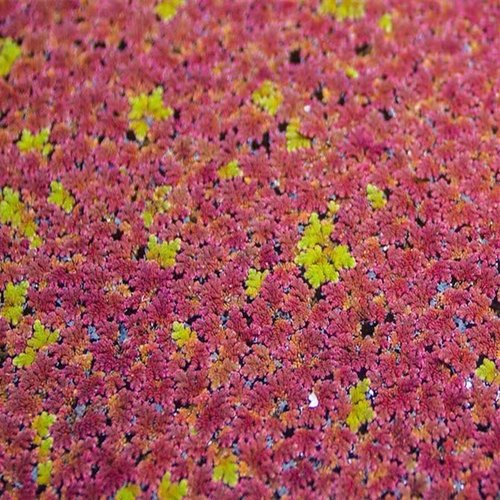 满江红珊瑚萍水培园艺花卉养龟养鱼花卉造景观植物浮萍鱼缸净化 - 图0