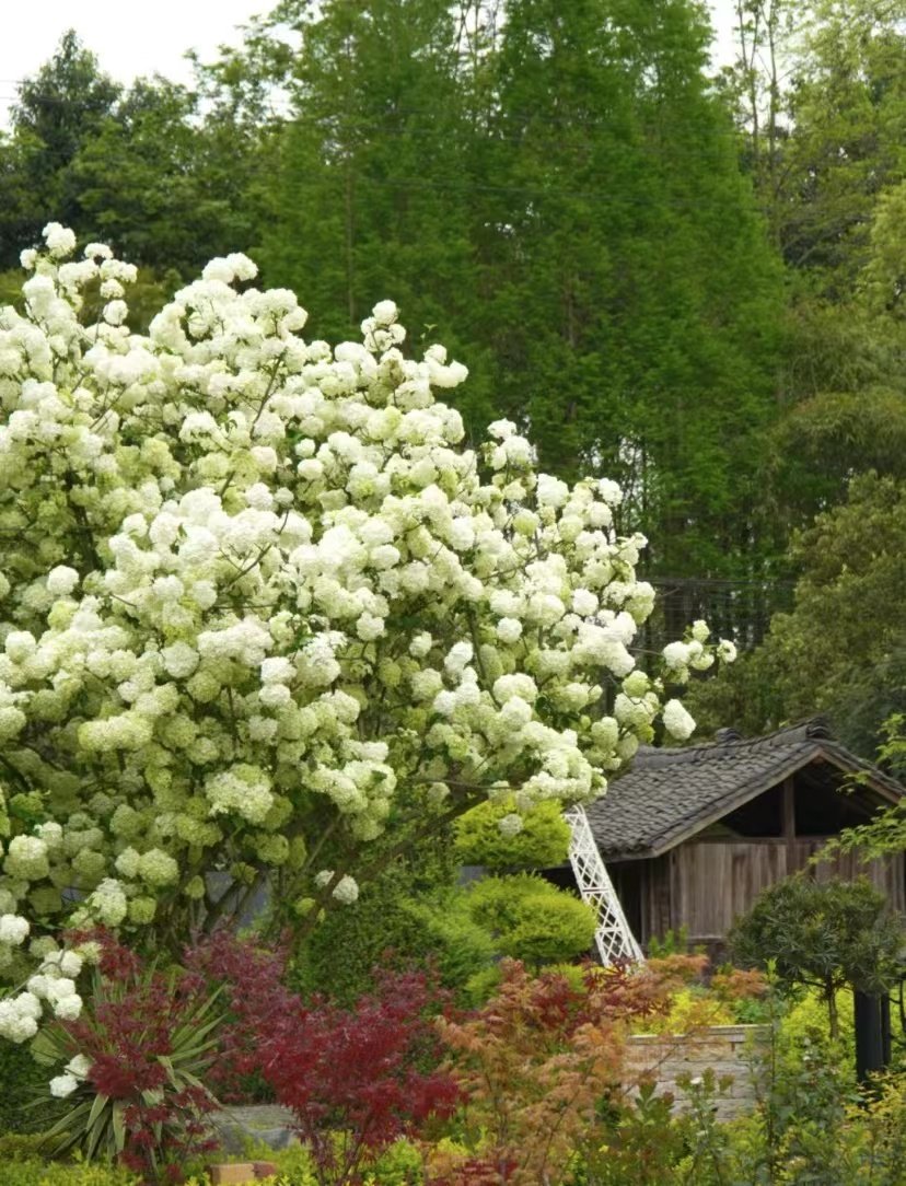 【中华木绣球】宙斯花园庭院露台耐热耐寒网红大花绣球苗植物盆栽,淘宝优惠券,粉丝福利购,淘宝优惠卷
