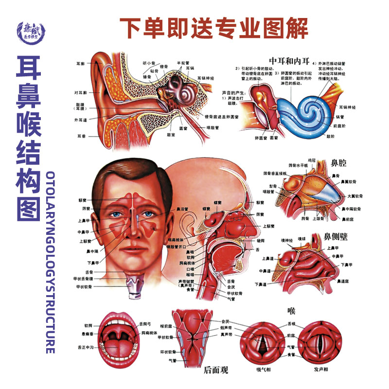 人体鼻腔解剖模型耳鼻喉科医学教学模型鼻子口腔鼻部结构组织模型 - 图3