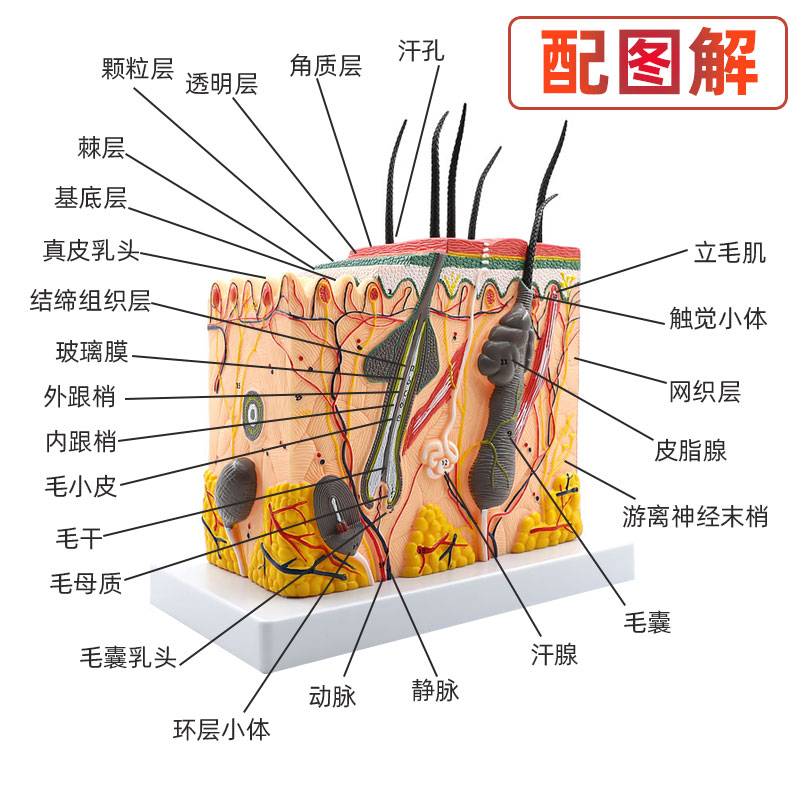 医学立体皮肤组织结构放大模型人体层次构造分层解剖模具整形头皮 - 图2